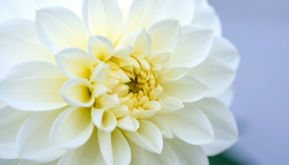 Close-up shot of a blooming white dahlia showcasing its delicate petals