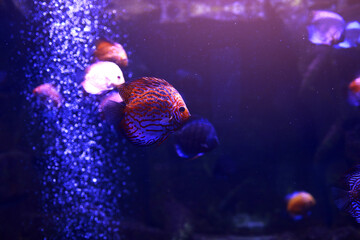 Macro shot of exotic bright colorful fish swimming among under dark blue deep water. Aquatic...