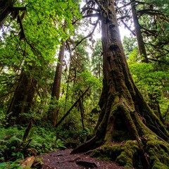 Lush forest scene with towering trees