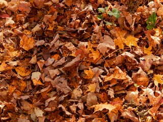 A thick carpet of fallen autumn leaves in various shades of brown, orange, and yellow, with a few green leaves still clinging to life among the dried foliage.