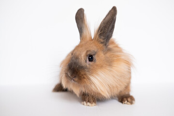 Little dwarf rabbit isolated on white