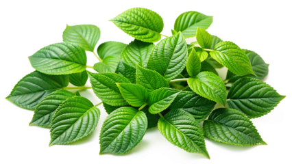 Fresh green leaves isolated on transparent background, showcasing vibrant color and intricate vein patterns, perfect for natural and organic designs