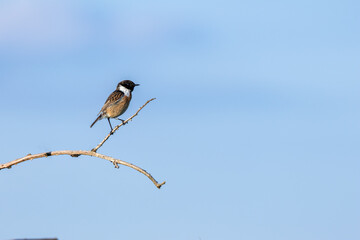 Male Stonechat (Saxicola rubicola) on Bull Island, Dublin, a bird of coastal areas.