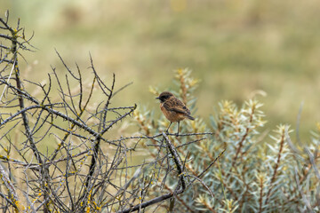 Male Stonechat (Saxicola rubicola) on Bull Island, Dublin, a bird of coastal areas.