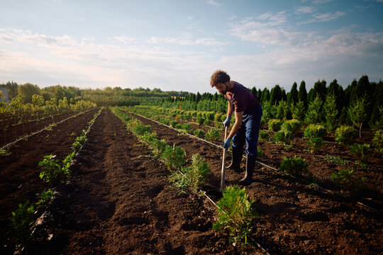 Male worker hoeing seedlings at tree nursery.