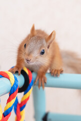 Curious baby squirrel play at home