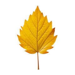 autumn leaf on transparent background