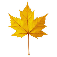 Obraz premium autumn maple leaf on transparent background