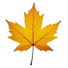 Obraz premium autumn maple leaf on transparent background