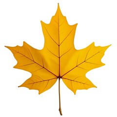 Obraz premium autumn maple leaf on transparent background