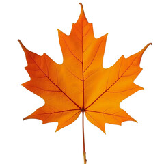 Fototapeta premium orange autumn maple leaf on transparent background