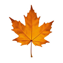Fototapeta premium orange autumn maple leaf on transparent background