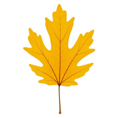 Obraz premium autumn leaf isolated on transparent background