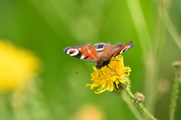 Tagpfauenauge