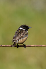 Male Stonechat (Saxicola rubicola) on Bull Island, Dublin, a bird of coastal areas.
