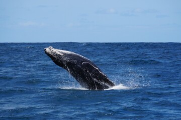 humpback whale tail