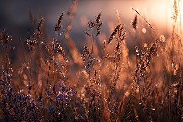 Golden grass bathed in sunset light.  Dew-kissed blades of tall grass stand in warm golden light as the sun sets, creating a soft bokeh effect.  A gentle mist of light illuminates the scene