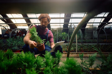 Plant nursery worker using digital tablet while examining potted seedlings.