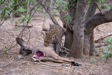 A leopard and its prey, a kudu, eating after the hunt