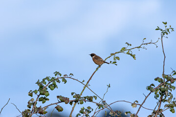 Male Stonechat (Saxicola rubicola) on Bull Island, Dublin, a bird of coastal areas.