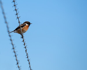 Male Stonechat (Saxicola rubicola) on Bull Island, Dublin, a bird of coastal areas.