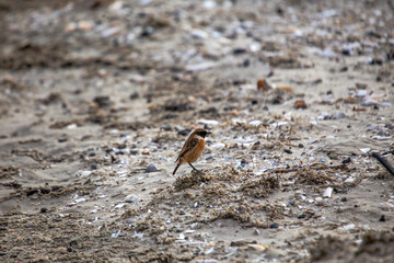 Male Stonechat (Saxicola rubicola) on Bull Island, Dublin, a bird of coastal areas.