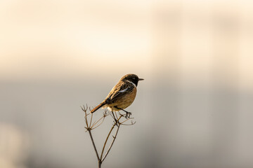 Male Stonechat (Saxicola rubicola) on Bull Island, Dublin, a bird of coastal areas.