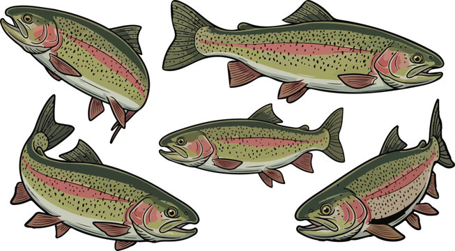 Five realistic illustrations of rainbow trout swimming in different poses