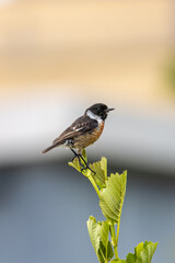 Male Stonechat (Saxicola rubicola) on Bull Island, Dublin, a bird of coastal areas.