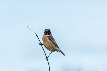 Male Stonechat (Saxicola rubicola) on Bull Island, Dublin, a bird of coastal areas.