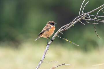 Male Stonechat (Saxicola rubicola) on Bull Island, Dublin, a bird of coastal areas.