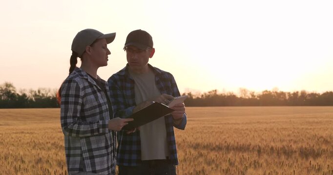 Two farmers in field discussing crop yield assessment. Assessment process uses digital tablet for accurate yield prediction. Sunset highlights teamwork during crop yield assessment.