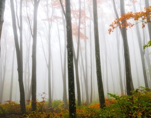 Misty autumn forest scene
