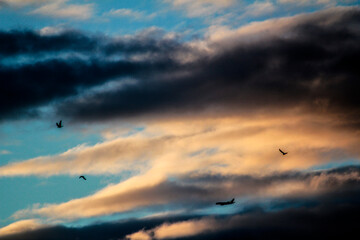 Silhouetted birds and an airplane soar through a dramatic, colorful sky