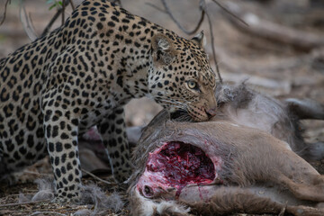 A leopard and its prey, a kudu, eating after the hunt