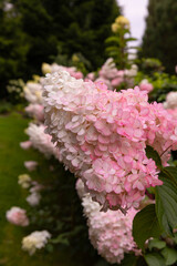 Białe i różowe kwiaty hortensji bukietowej „Vanille Fraise” (Hydrangea paniculata) w ogrodzie letnim, tapeta z motywem kwiatowym, tło dla projektu © anettastar