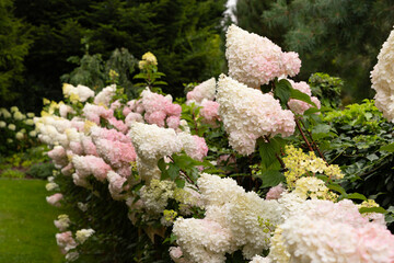 Białe i różowe kwiaty hortensji bukietowej „Vanille Fraise” (Hydrangea paniculata) w ogrodzie letnim, tapeta z motywem kwiatowym, tło dla projektu © anettastar