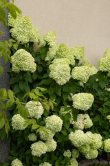 Zielone kwiaty hortensji bukietowej „Limelight” (Hydrangea paniculata) w ogrodzie letnim, tapeta z motywem kwiatowym, tło dla projektu © anettastar