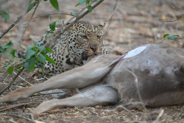 A leopard and its prey, a kudu, eating after the hunt