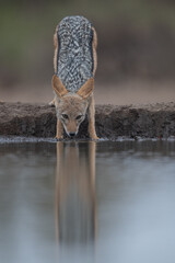 a black-backed jackal drinking at the water’s edge with a reflection