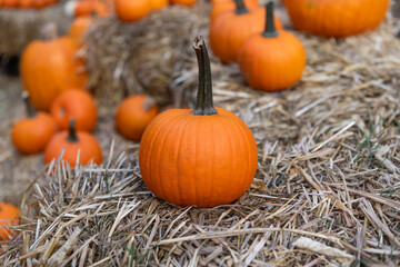 Trick or treat. Celebrate All Hallows holiday. All Hallows decoration. October 31. Halloween pumpkin on hay. Happy Halloween. Pumpkin harvest in autumn. Day of dead. Dead Halloween pumpkin