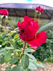 A bee sits on a pink rose. Pollen collection. 