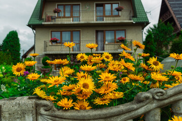 Vibrant yellow daisies blooming in front of a traditional house with balconies decorated by...