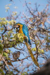 Blue and Yellow Macaw (Ara ararauna) eating pequi or souari nut (Caryocar brasiliense) in Brasilia, Brazil