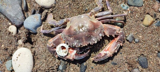 pink crab on sandy beach