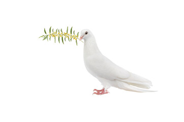 Fototapeta premium white pigeon on a white background with an olive branch