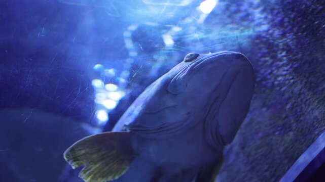 A Giant Catfish Gliding Smoothly Through the Aquarium Waters