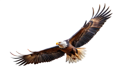 Bald eagle soaring through the sky isolated on transparent background in daylight