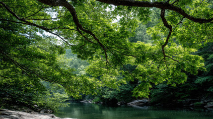 experience beauty of summer landscapes across  states of usa featuring lush green forest filled with sunlight