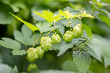 Wild Hops in sunny weather